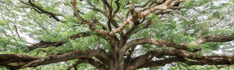 Crear el teu arbre genealògic